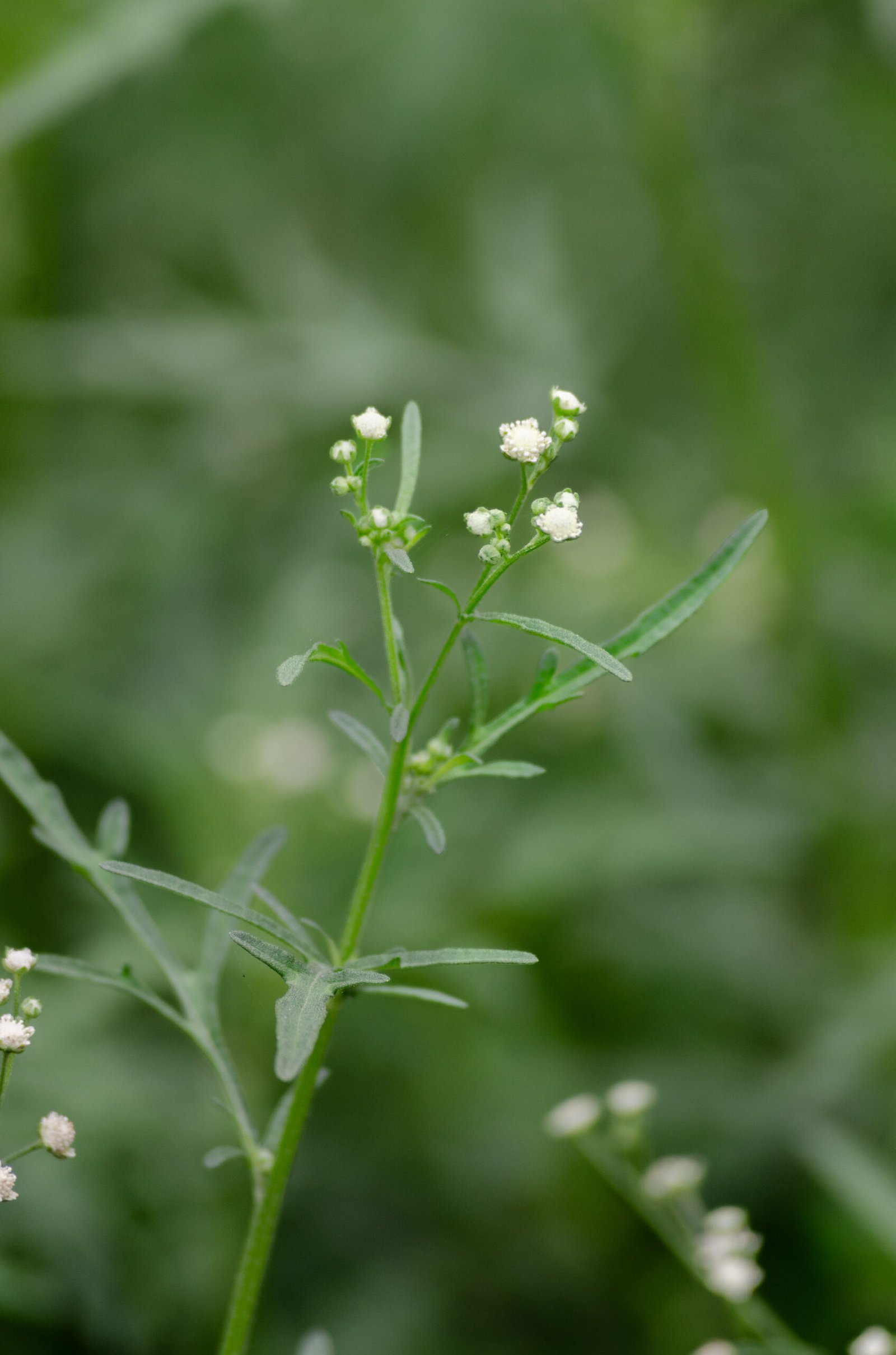 Parthenium hysterophorus_1